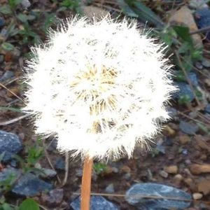 Meet your Posher, Jayne